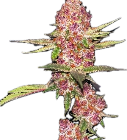 Trichome-rich cannabis flower from Head Start Genetics
