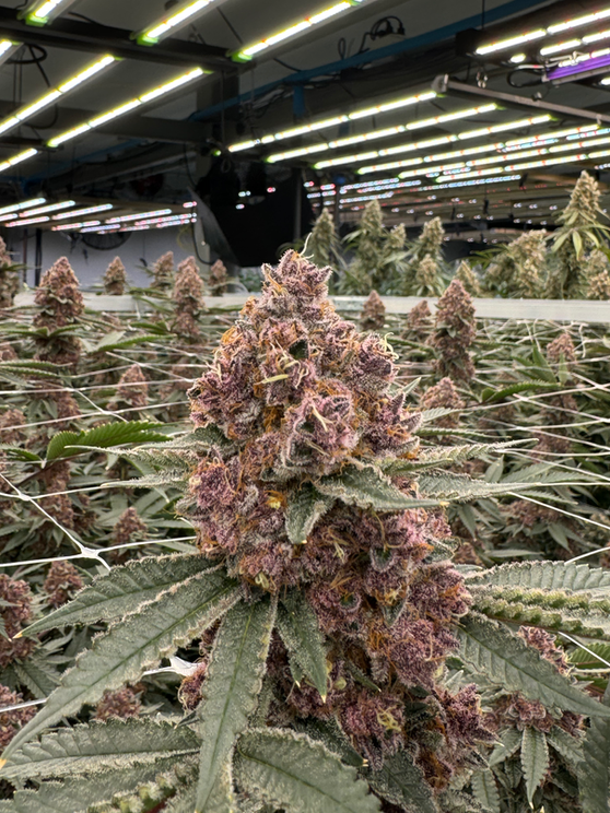 Purple-tinted cannabis canopy in flower