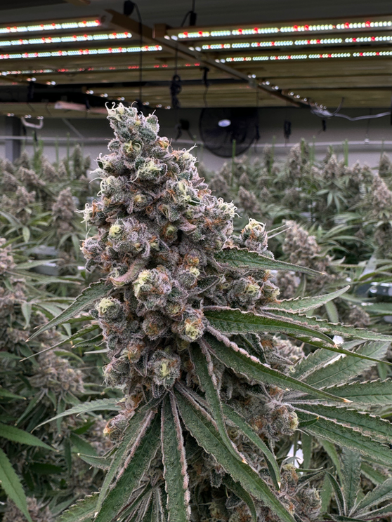 Resin-coated cannabis cola under grow lights