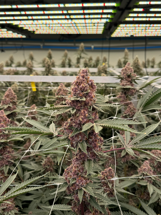 Dense trichome-rich cannabis flower