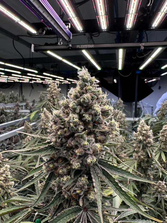 Frosty cannabis cola growing under cultivation lights