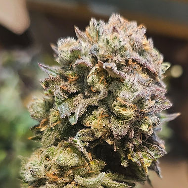 Blue Dream cannabis flower