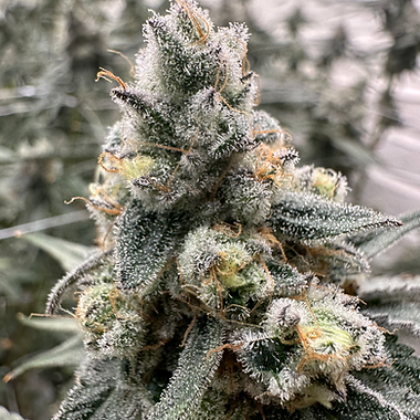 Blue Zkittles cannabis flower