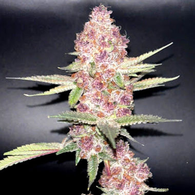Cherry Gas cannabis flower