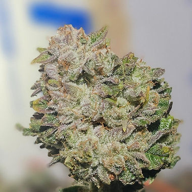 Grease Monkey cannabis flower
