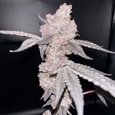 Ice Cream Cake cannabis flower