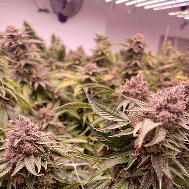 Larry OG cannabis flower