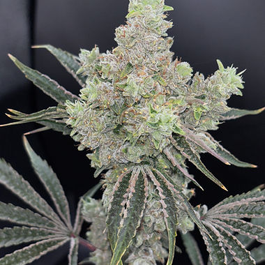 Lithium OG cannabis flower