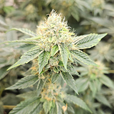Platinum Punch cannabis flower