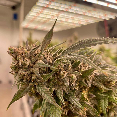 Pure Fire cannabis flower