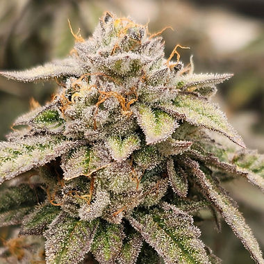 Rozay cannabis flower