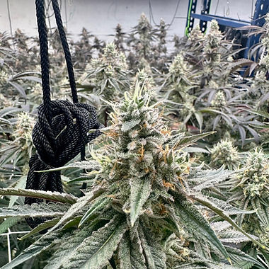 Super Boof cannabis flower