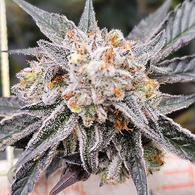 Super Glue cannabis flower