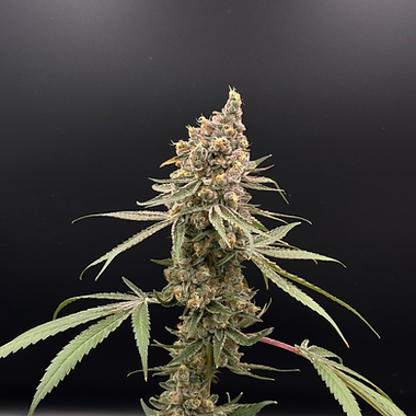 White Runtz cannabis flower
